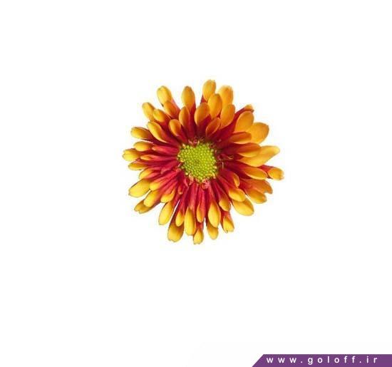 شاخه گل کرزنتیا دیون – Chrysanthemums | گل آف